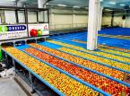 Grupa Producentów Owoców Galster: Nie zamierzamy spocząć na laurach