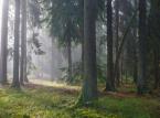 Właściciele lasów muszą opłacić podatek. Zbliża się termin pierwszej raty